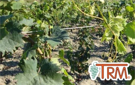 Fils à vigne spécial Taille Rase Mécanisée®